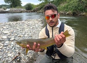 Brown Trout