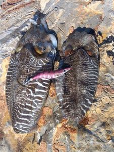 Common Cuttlefish