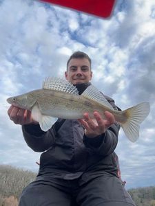 Zander