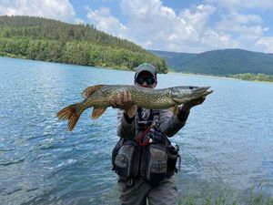 Northern Pike