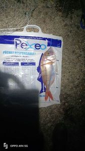 Red Porgy