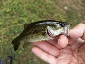 Largemouth Bass