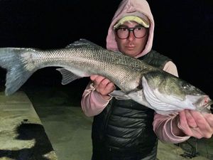 European Bass (Seabass)
