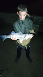 European Bass (Seabass)