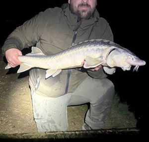 Sturgeon