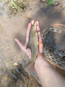 Barbel