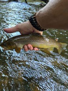 Brown Trout