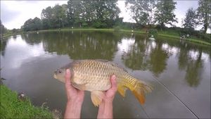 Crucian Carp