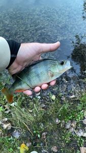 European Perch