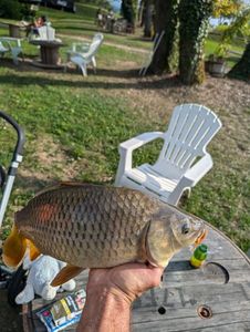 Common Carp