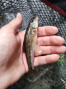 Gudgeon