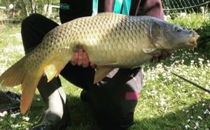 Common Carp