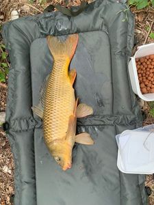Common Carp