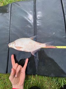 Common Bream