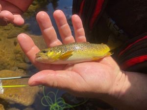 Brown Trout caught by Nicolas Di Luca