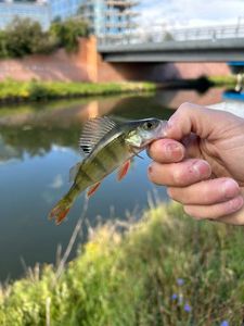 European Perch