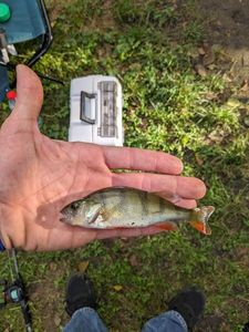 European Perch