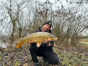 Common Carp