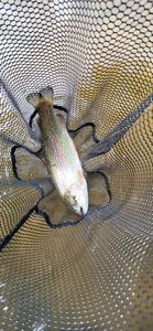 Rainbow Trout