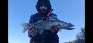 Zander