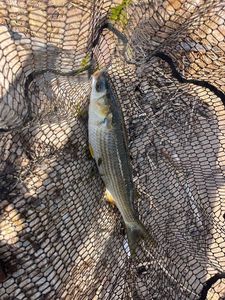 Leaping Mullet