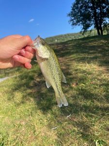 Largemouth Bass