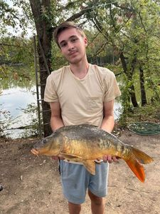 Mirror Carp