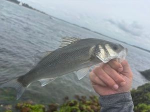 European Bass (Seabass)
