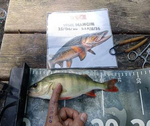 European Perch