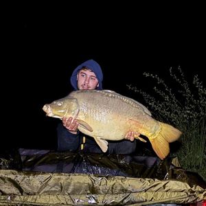 Mirror Carp