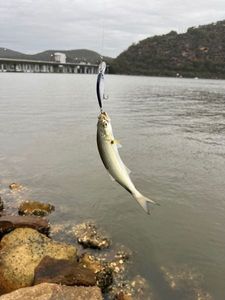 Bluefish