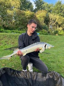Sturgeon