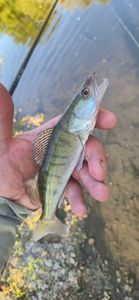 Zander