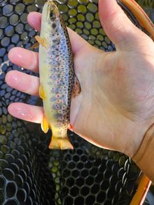 Brown Trout