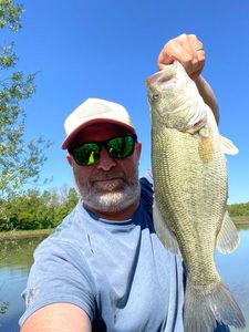 Largemouth Bass