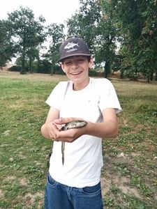 European Eel (Common Eel)
