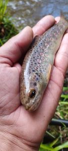 Brown Trout