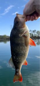 European Perch