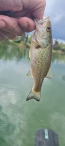 Largemouth Bass