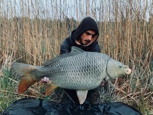 Common Carp