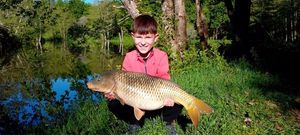 Common Carp
