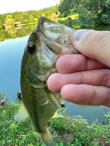 Largemouth Bass