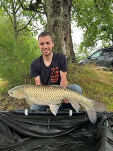 Grass Carp