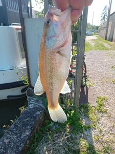 Largemouth Bass