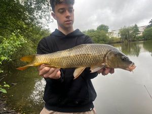 Common Carp