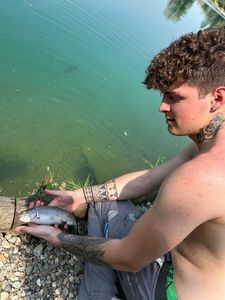 Rainbow Trout
