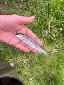 Atlantic Salmon (Juvenile)