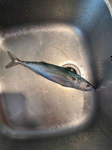 Mackerel