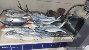 Dolphinfish