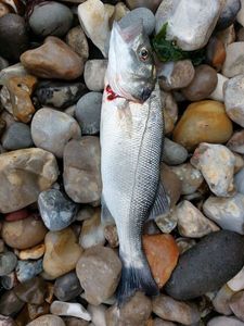 European Bass (Seabass)